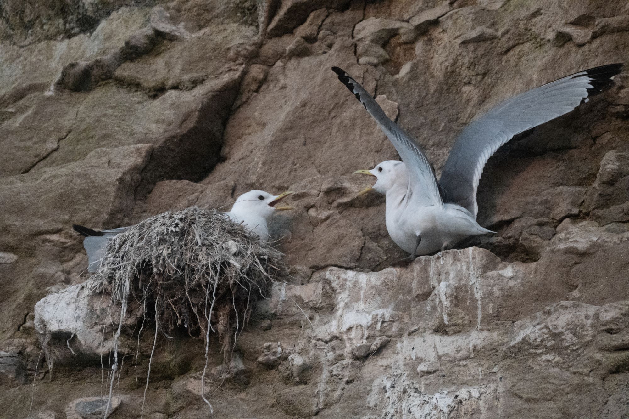 Tierfotografie
